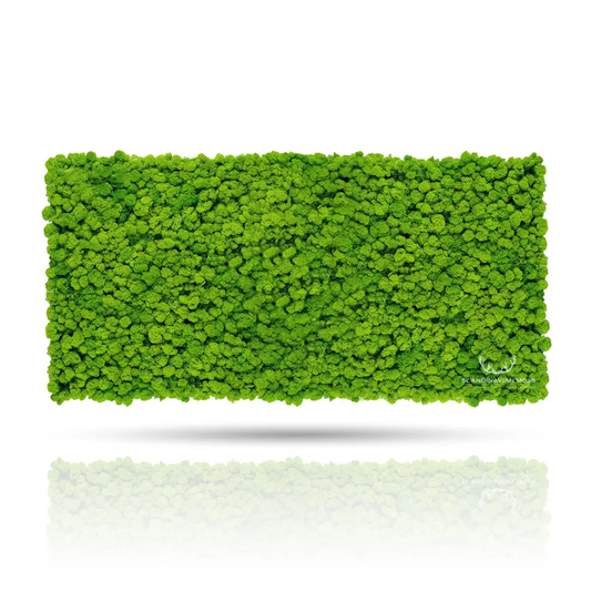 Frameless Reindeer Moss Wall Panels Rectangle on white background DecorMania UK