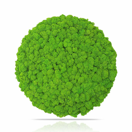 Frameless Reindeer Moss Wall Panels Round on white background DecorMania UK