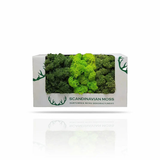 Scandinavian Preserved Moss Sample on white background Box Decormania UK