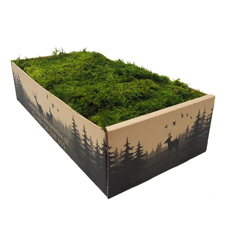 Flat Preserved Moss Wall Decor in a 200g box Decormania UK