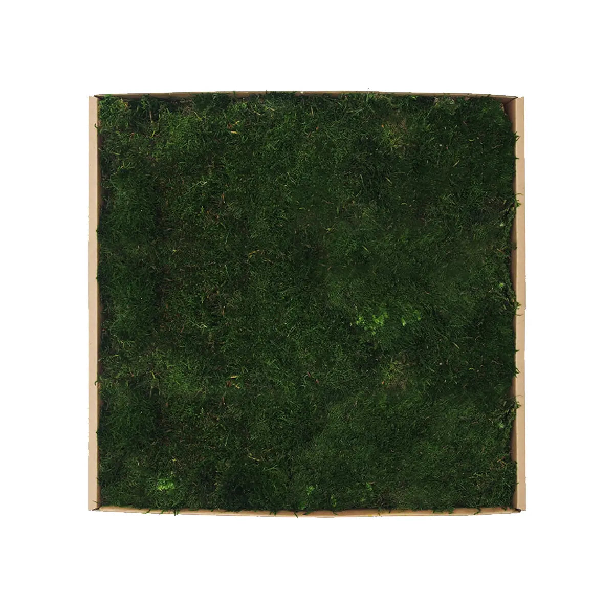 Flat Preserved Moss Wall Decor medioum green swatch on white background Decormania UK