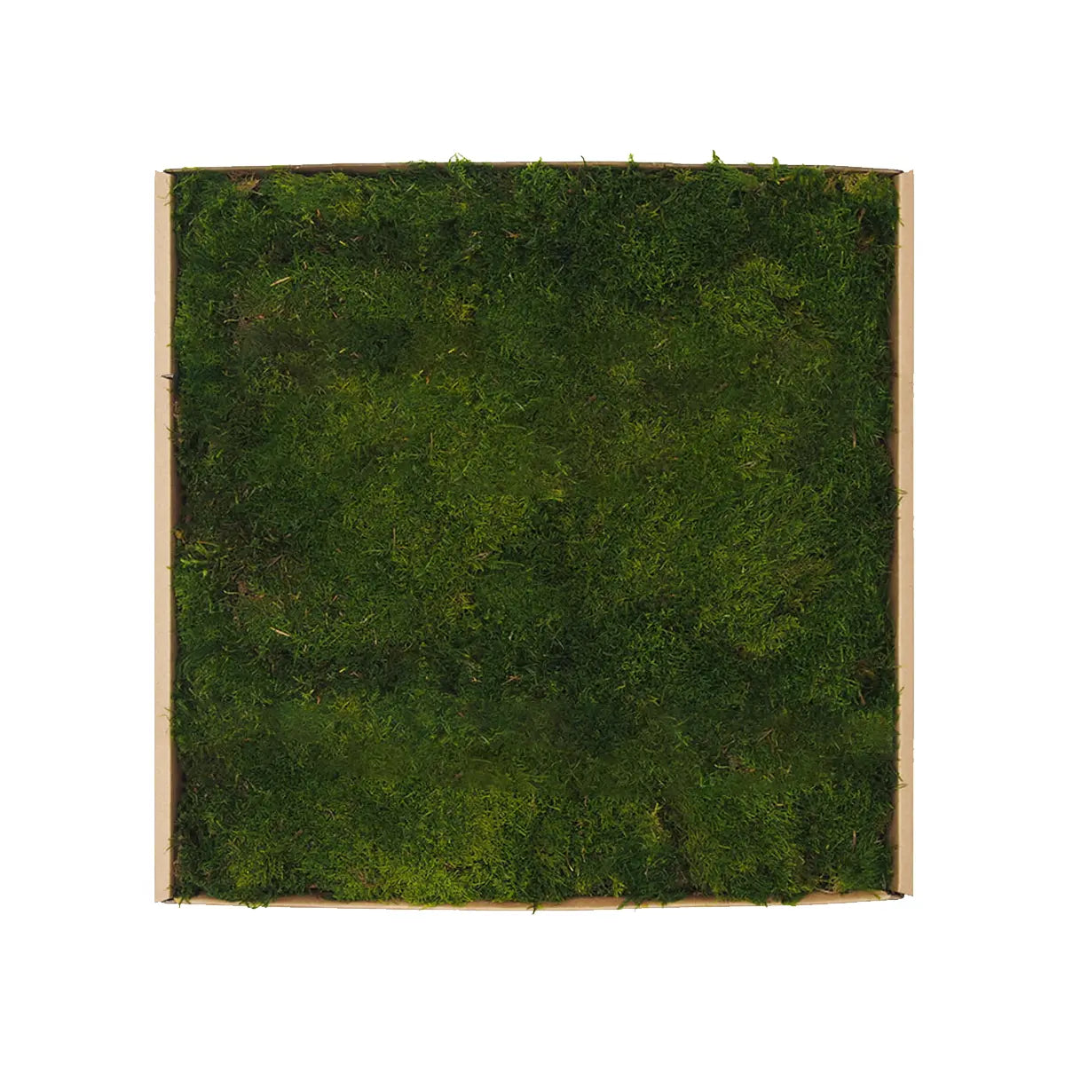 Flat Preserved Moss Wall Decor lightgreen swatch on white background Decormania UK