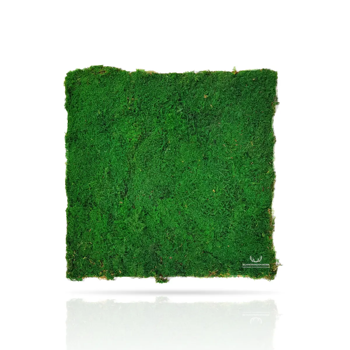 Frameless Flat Moss Wall Panels Rectangle dark green colour swatch on white background DecorMania UK