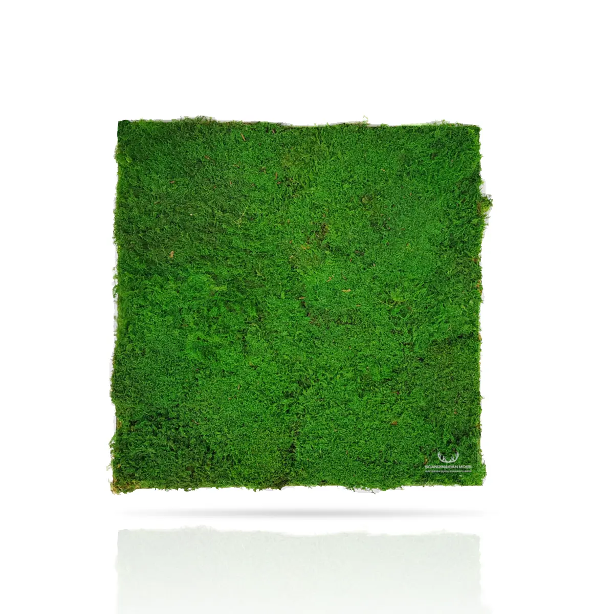 Frameless Flat Moss Wall Panels on white background Square DecorMania UK