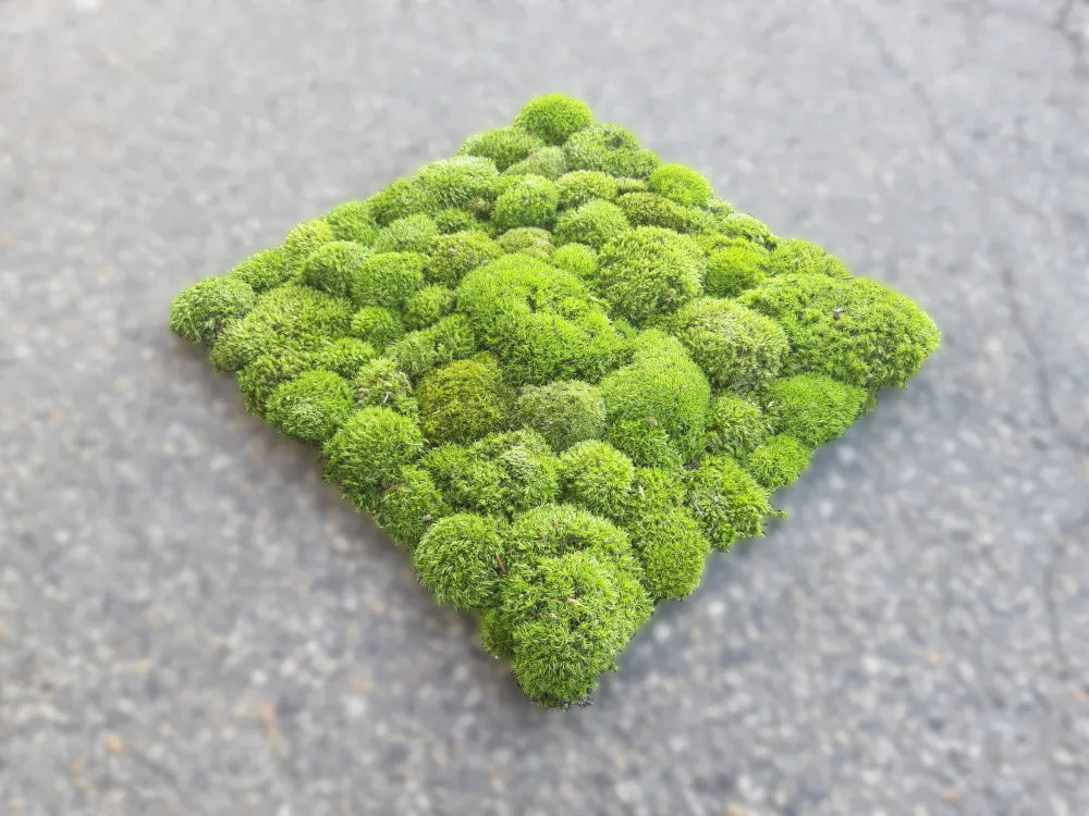 Frameless Pillow Moss Wall Panels Square single piece in perspective DecorMania UK