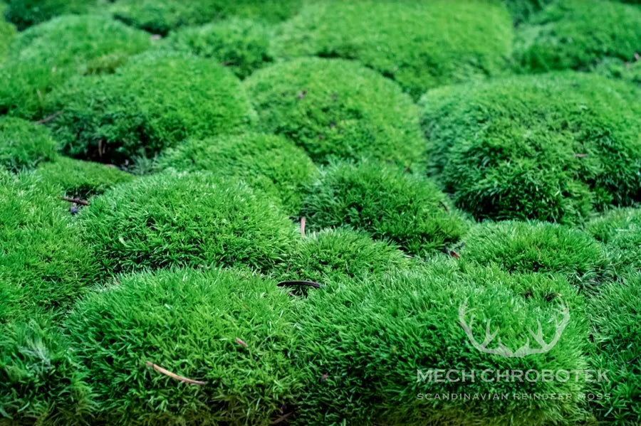 Frameless Pillow Moss Wall Panels texture closeup Square DecorMania UK
