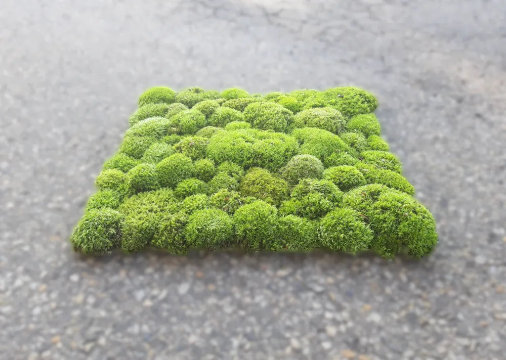 Frameless Pillow Moss Wall Panels Square single piece DecorMania UK