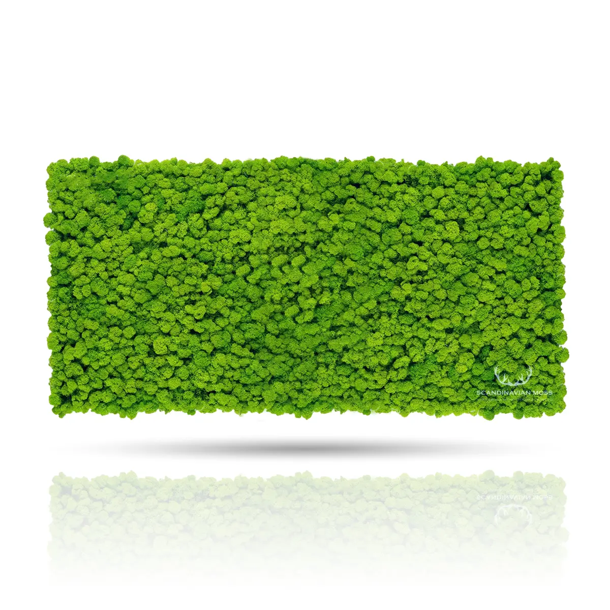 Frameless Reindeer Moss Wall Panels Rectangle on white background DecorMania UK