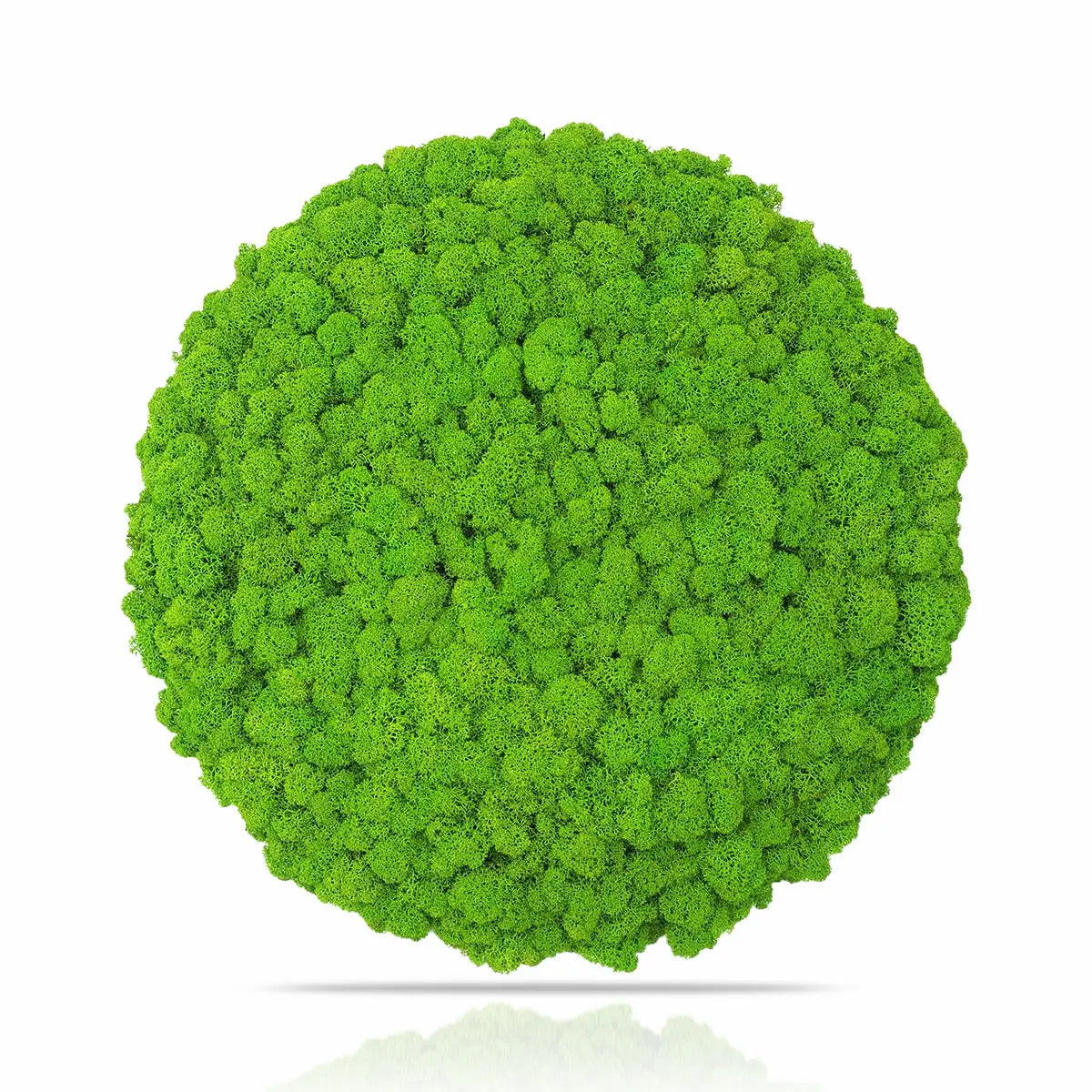 Frameless Reindeer Moss Wall Panels Round on white background DecorMania UK