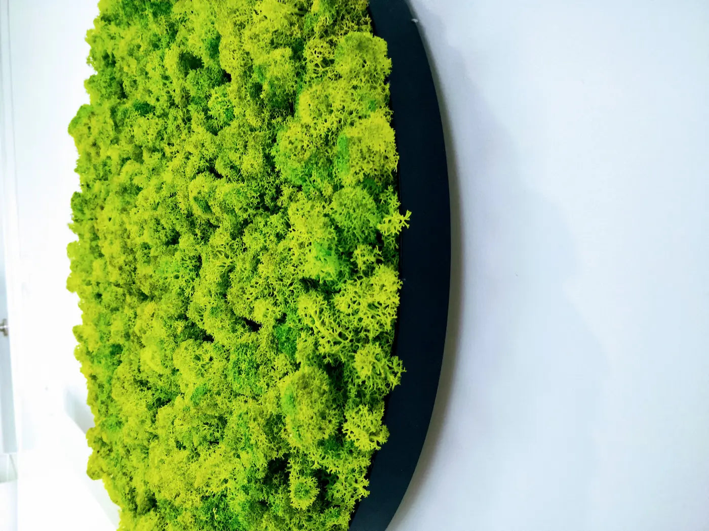 Frameless Reindeer Moss Wall Panels Round with black frame DecorMania UK