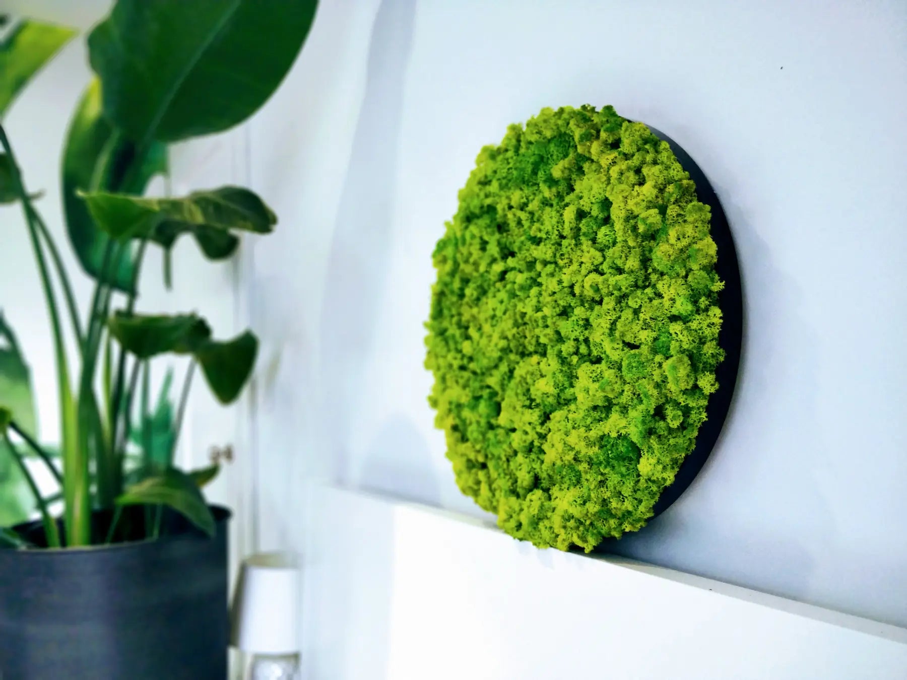 Frameless Reindeer Moss Wall Panels Round in light interior DecorMania UK