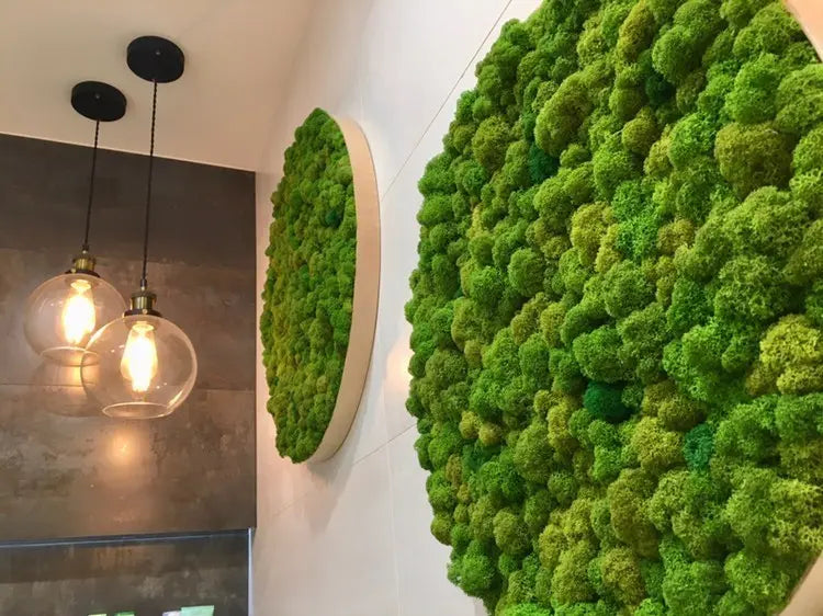 Frameless Reindeer Moss Wall Panels Round on white wall with frame DecorMania UK