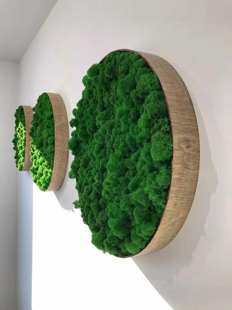Frameless Reindeer Moss Wall Panels Round on white wall wood frame DecorMania UK