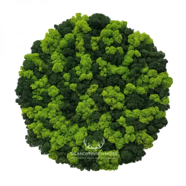 Frameless Reindeer Moss Wall Panels Round on white background DecorMania UK