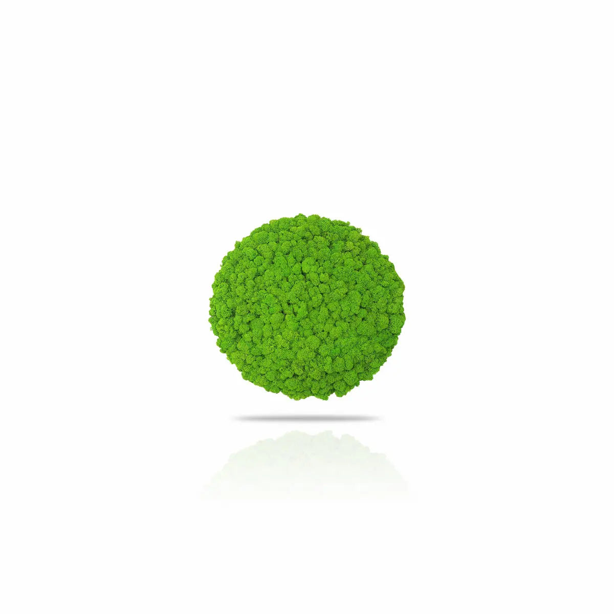 Frameless Reindeer Moss Wall Panels Round on white background DecorMania UK