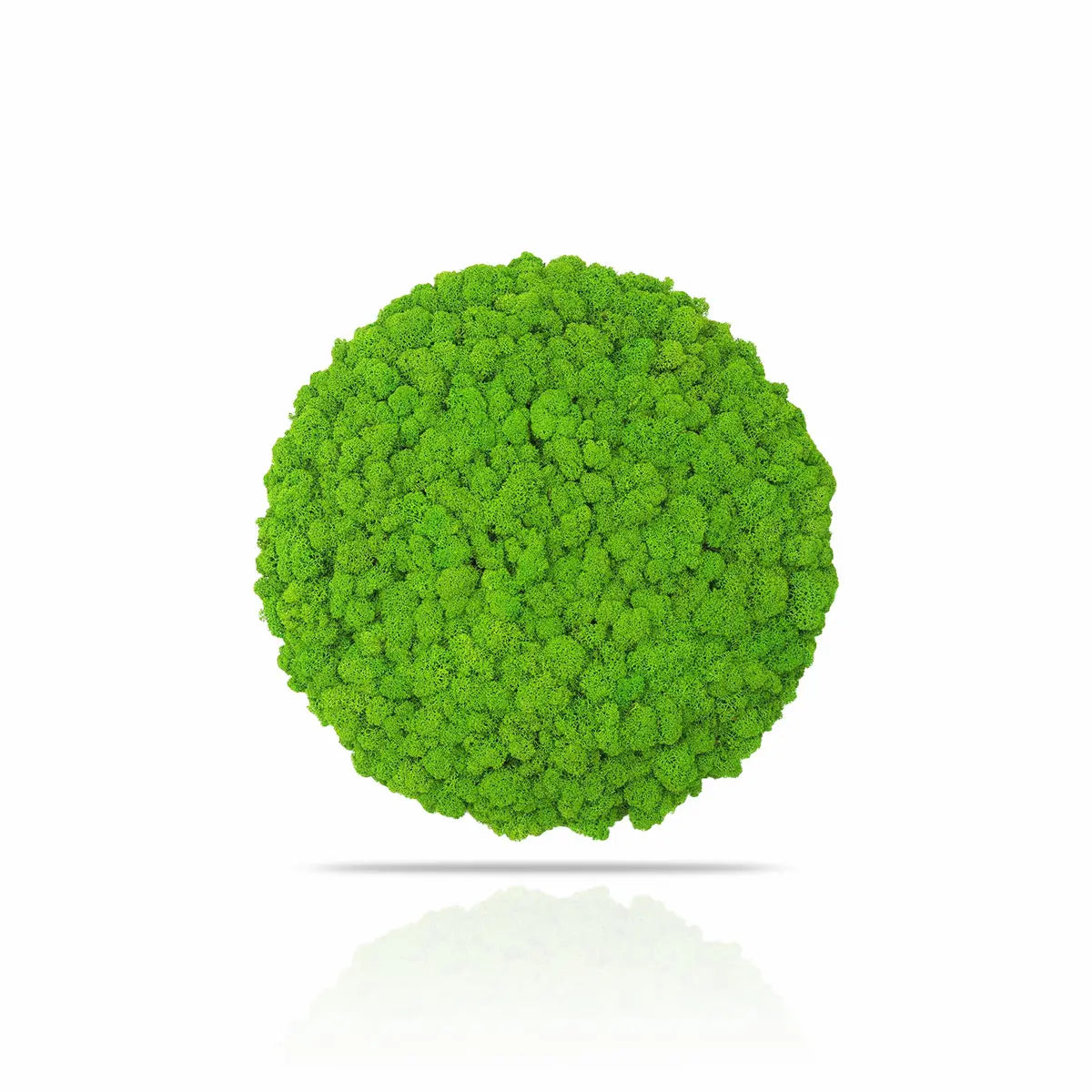 Frameless Reindeer Moss Wall Panels Round on white background DecorMania UK