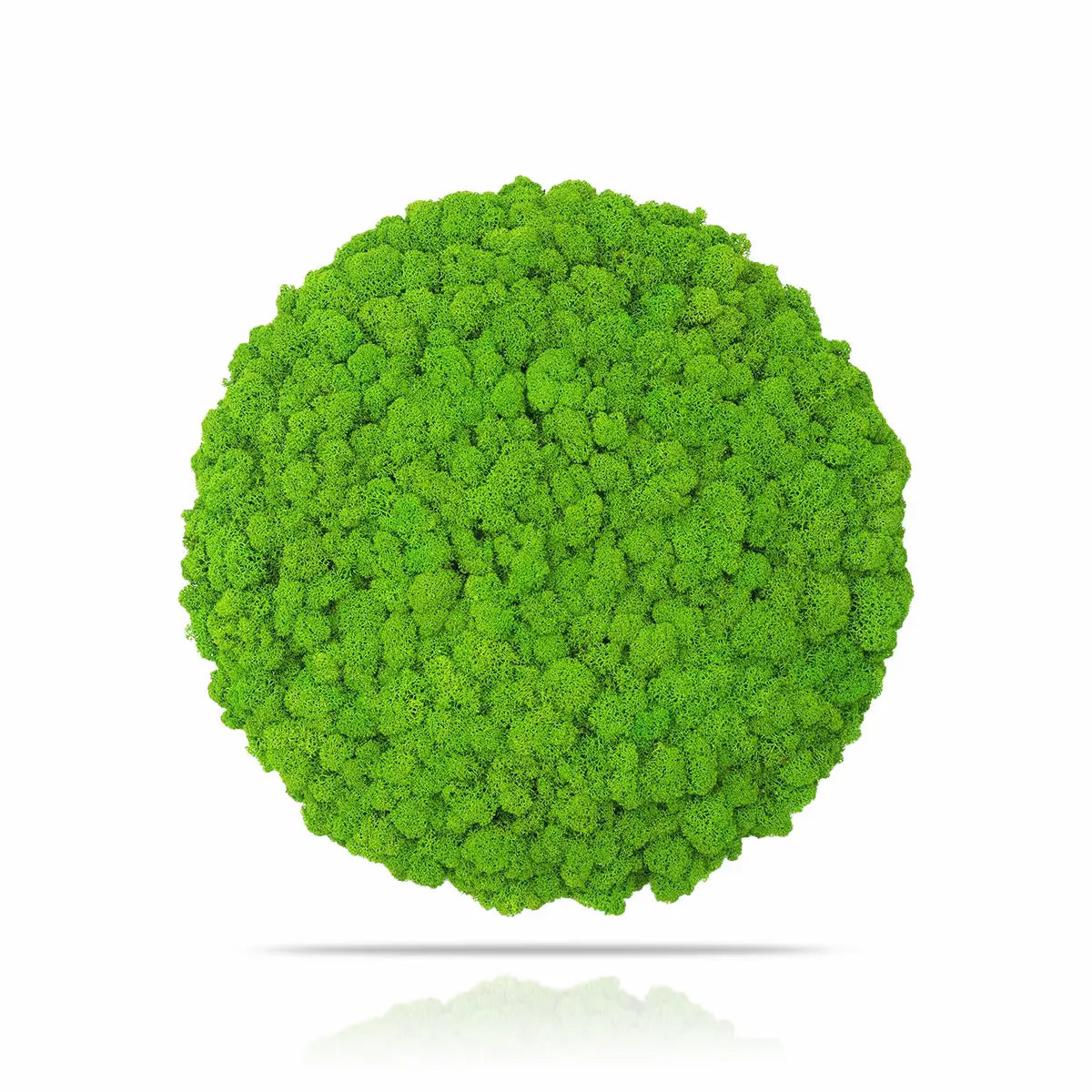 Frameless Reindeer Moss Wall Panels Round on white background DecorMania UK