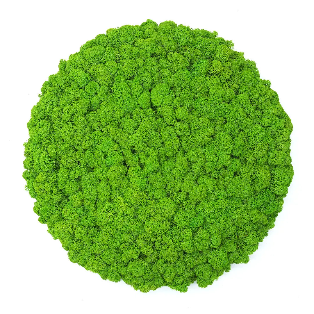 Frameless Reindeer Moss Wall Panels Round on white background DecorMania UK