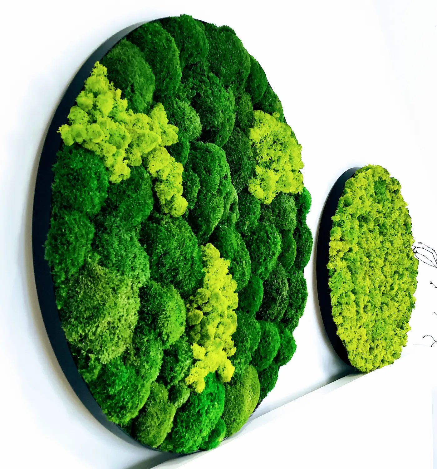 Frameless Reindeer Moss Wall Panels Round DecorMania on white wall UK