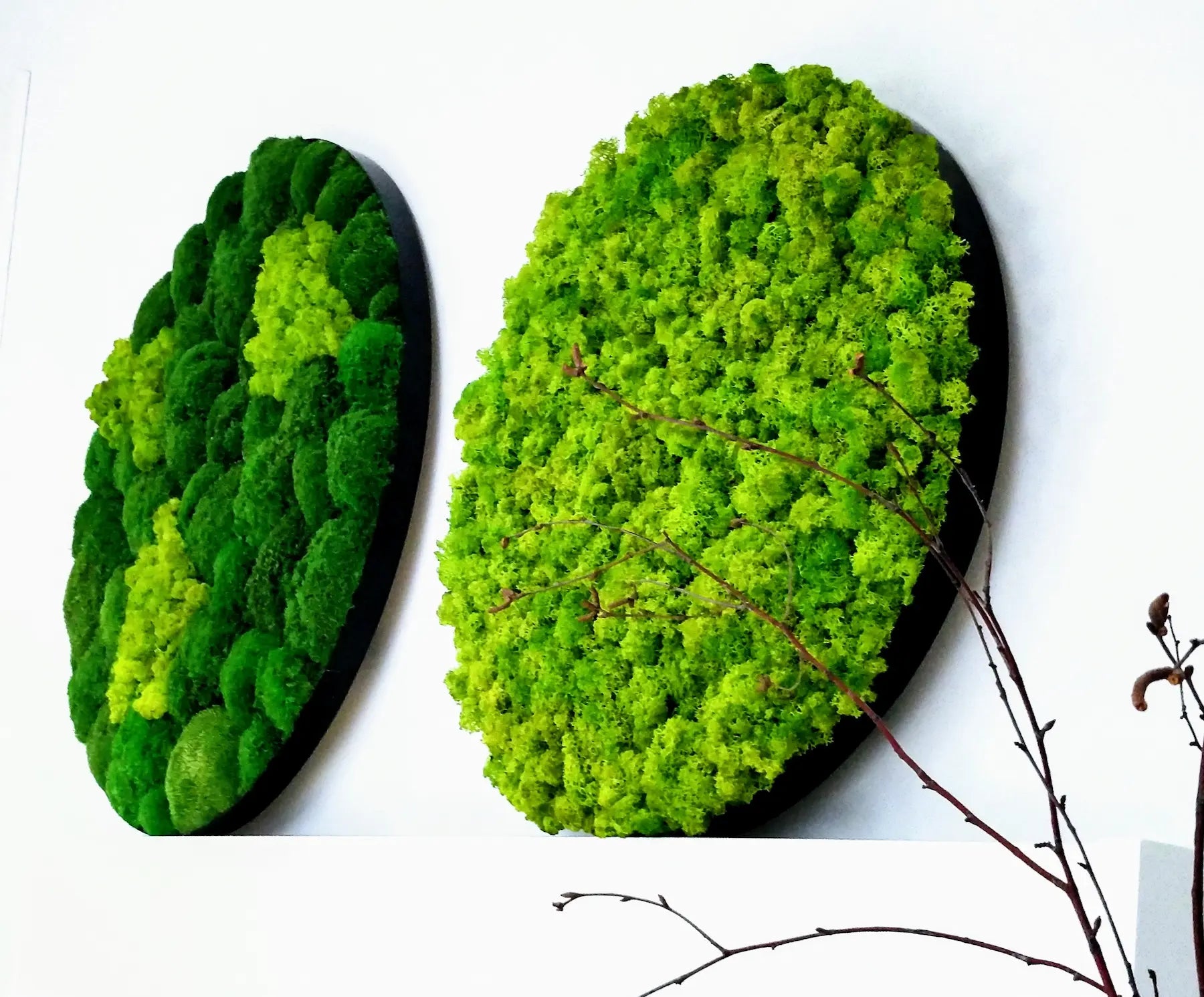 Frameless Reindeer Moss Wall Panels Round in white interior DecorMania UK