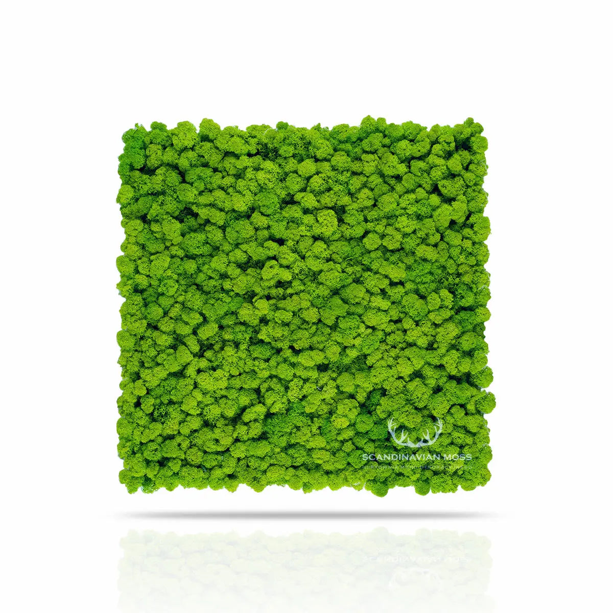 Frameless Reindeer Moss Wall Panels Square on white background DecorMania UK
