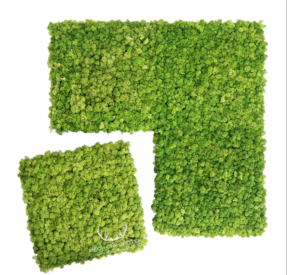 Frameless Reindeer Moss Wall Panels Square four pieces DecorMania UK
