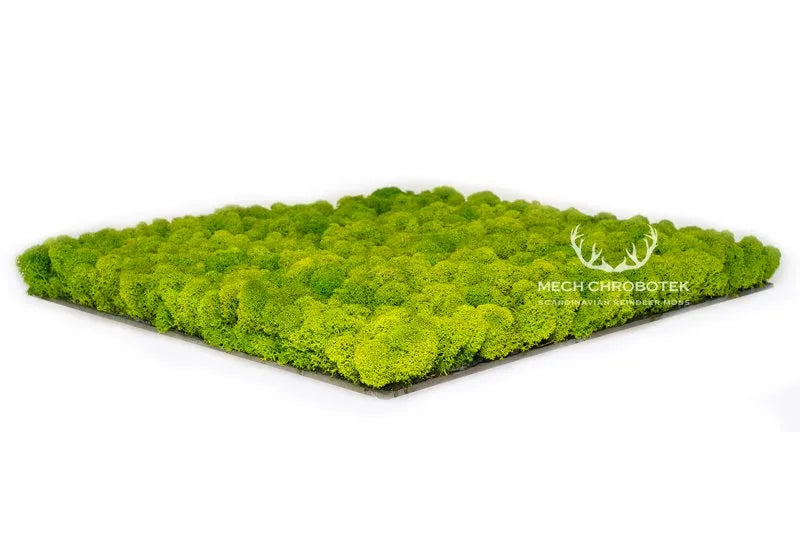 Frameless Reindeer Moss Wall Panels Square in perspective DecorMania UK