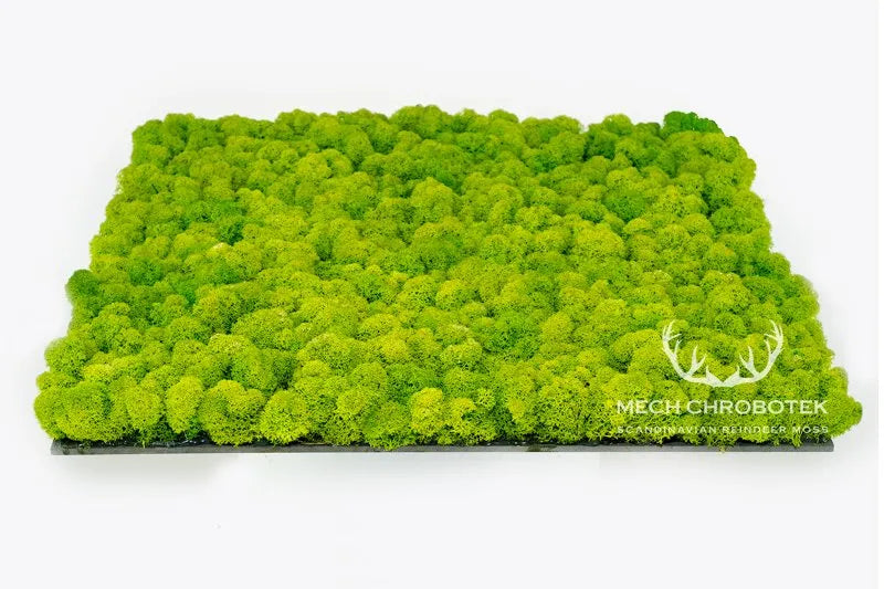 Frameless Reindeer Moss Wall Panels Square in perspective DecorMania UK