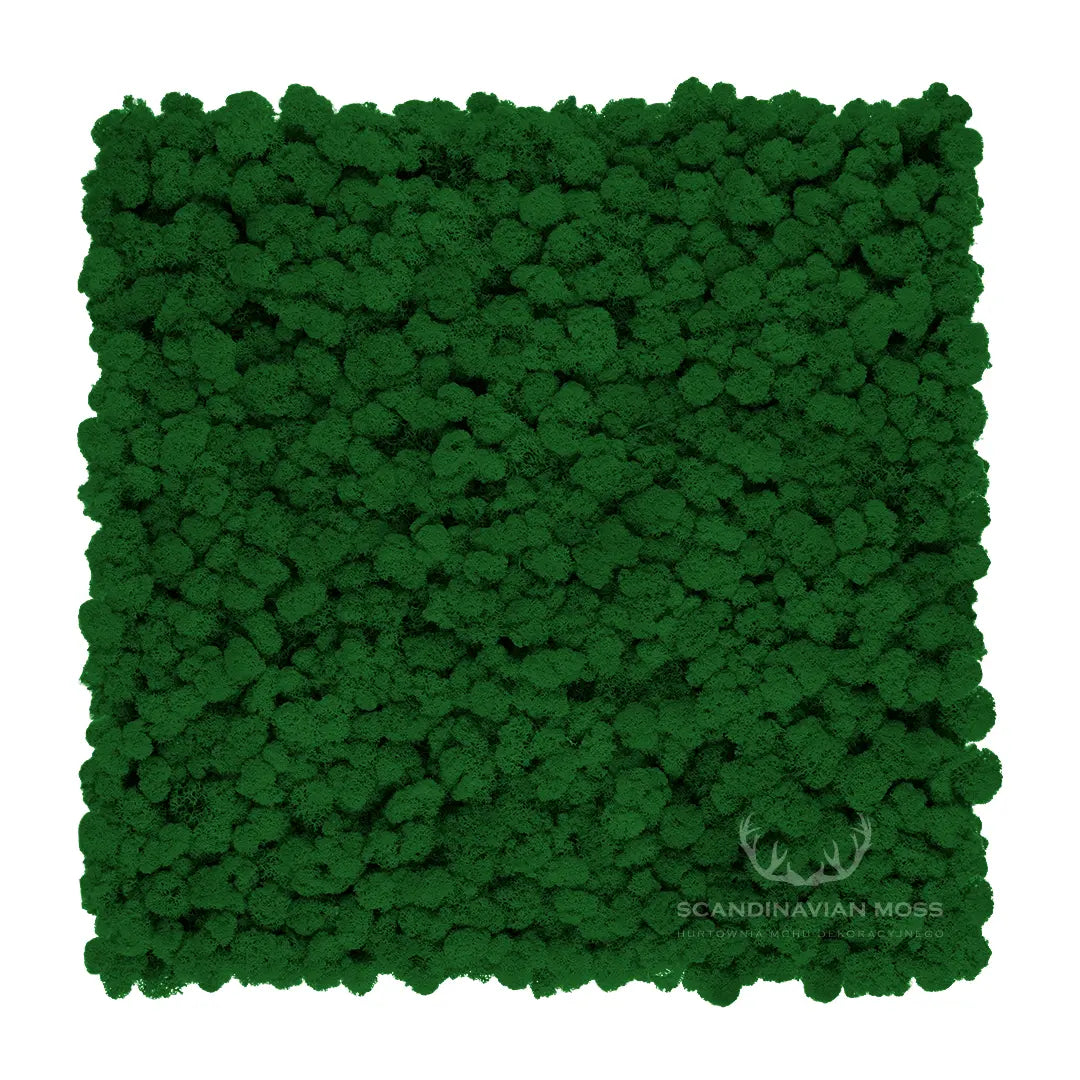 Frameless Reindeer Moss Wall Panels Square green DecorMania UK