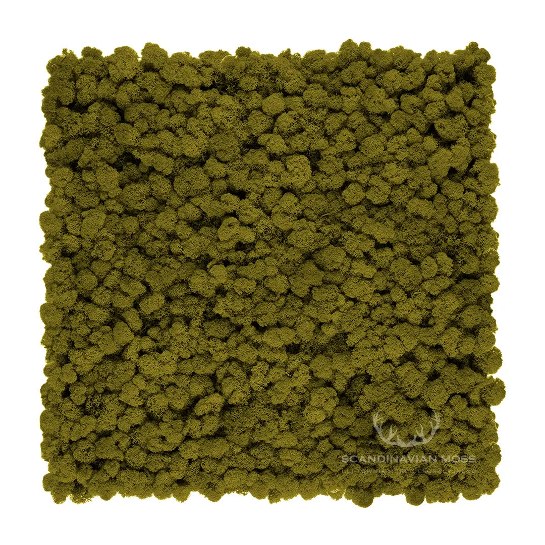 Frameless Reindeer Moss Wall Panels Square lime green on white background DecorMania UK