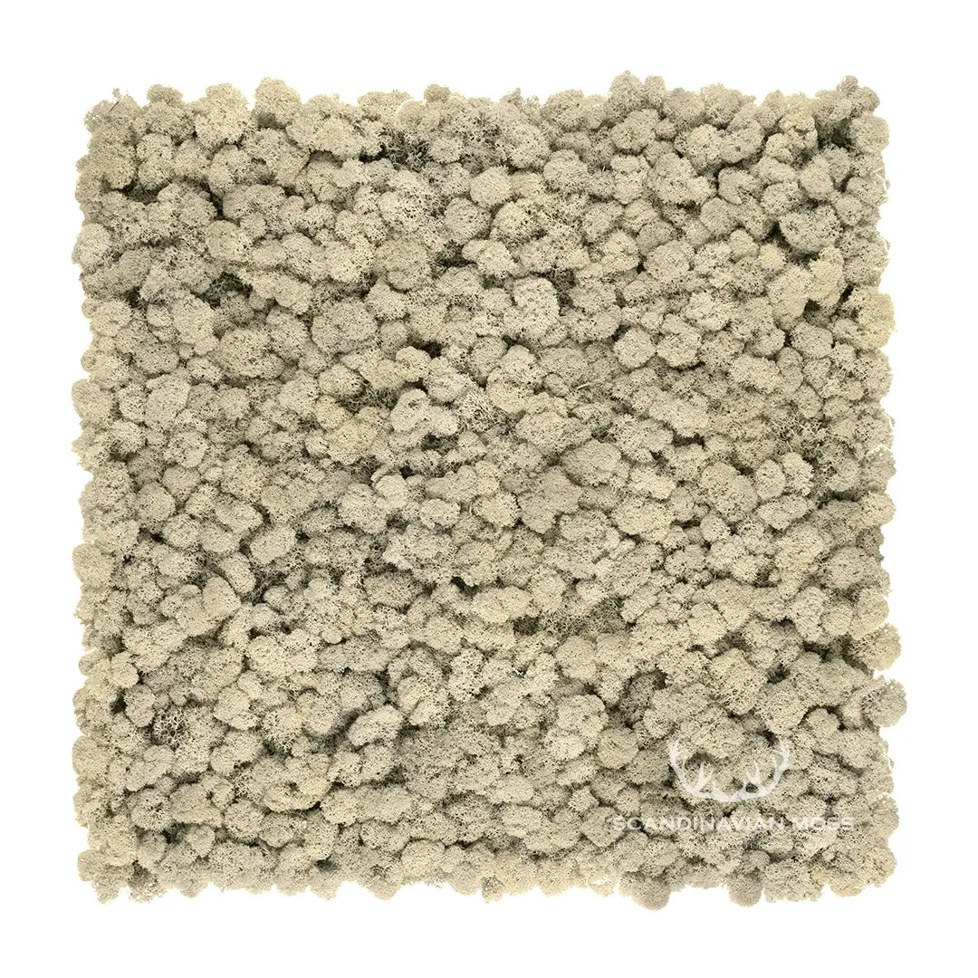 Frameless Reindeer Moss Wall Panels Square natural on white background DecorMania UK