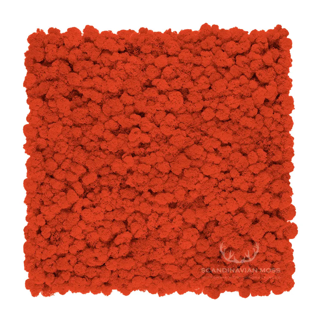 Frameless Reindeer Moss Wall Panels Square orange on white background DecorMania UK