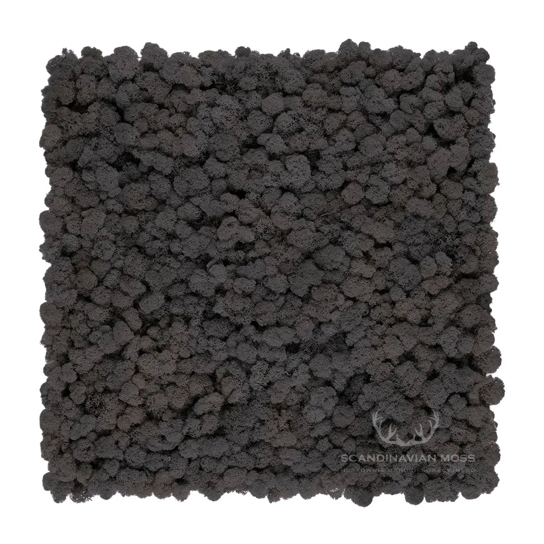 Frameless Reindeer Moss Wall Panels Square grey on white background DecorMania UK