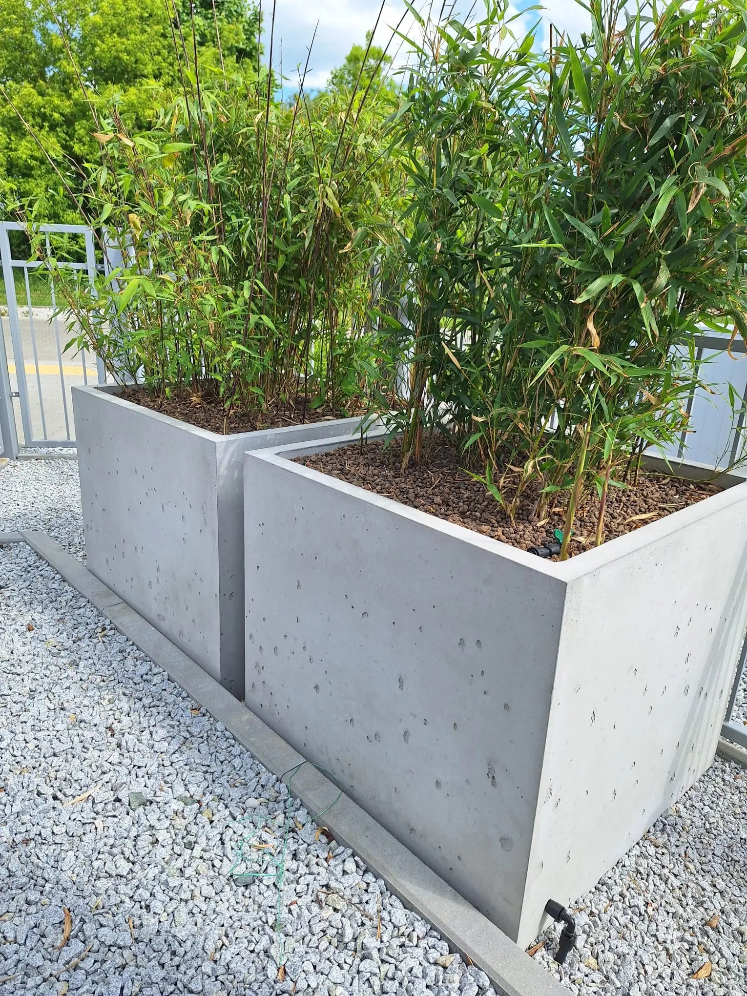 Outdoor Concrete Planters - Rectangle 50x120x50 cm two planters with growing plants Decormania UK
