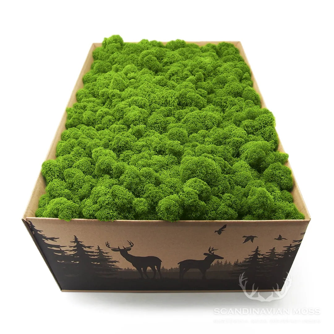 Reindeer Preserved Moss Wall Decor 4 kg on white background DecorMania UK
