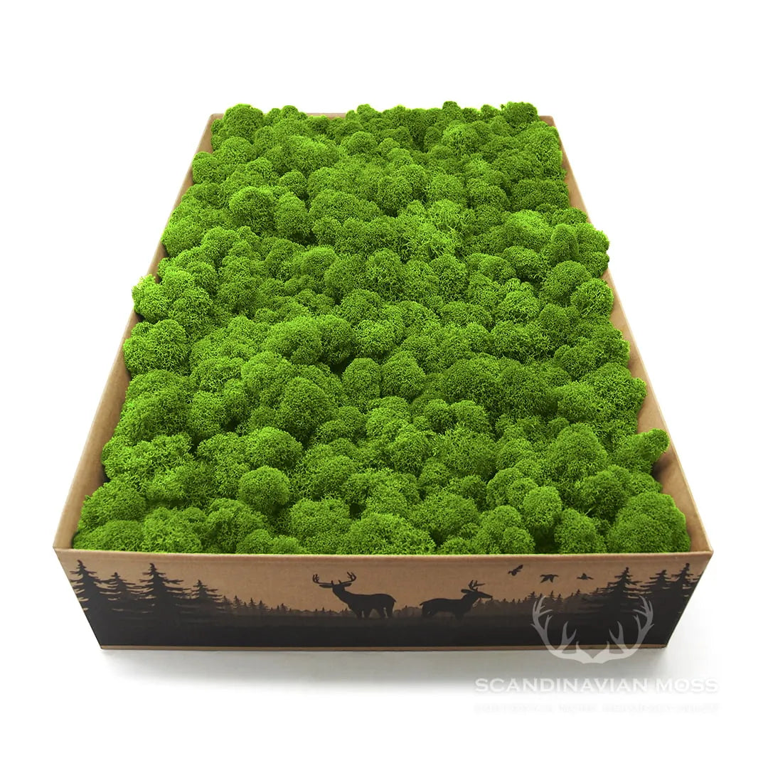 Reindeer Preserved Moss Wall Decor 4 kg in a box DecorMania UK