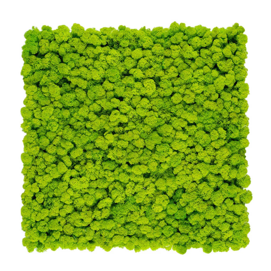 Reindeer Preserved Moss Wall Decor 4 kg light green swatch DecorMania UK