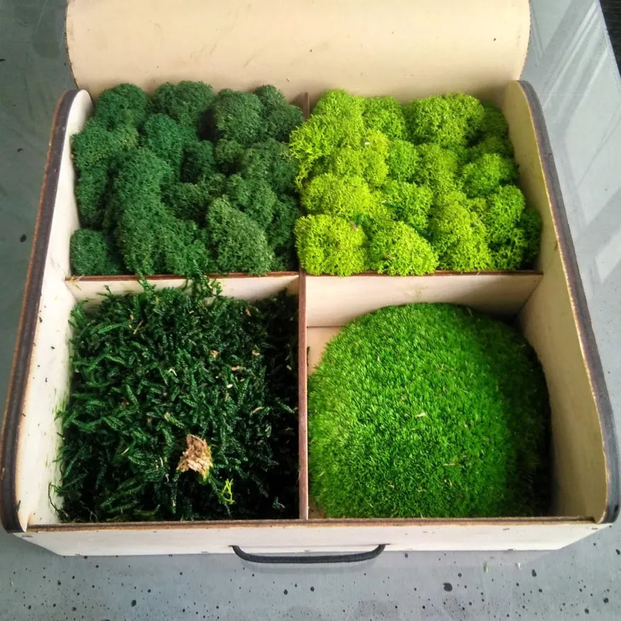 Scandinavian Preserved Moss Sample Box with different kinds Decormania UK