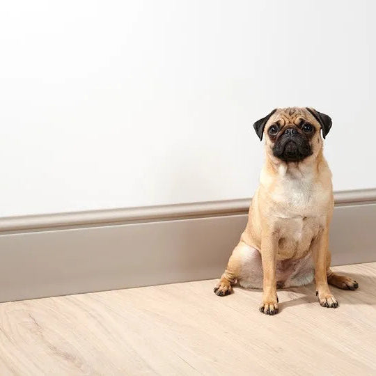FL17 WALLSTYL skirting board in a modern pet-friendly interior
