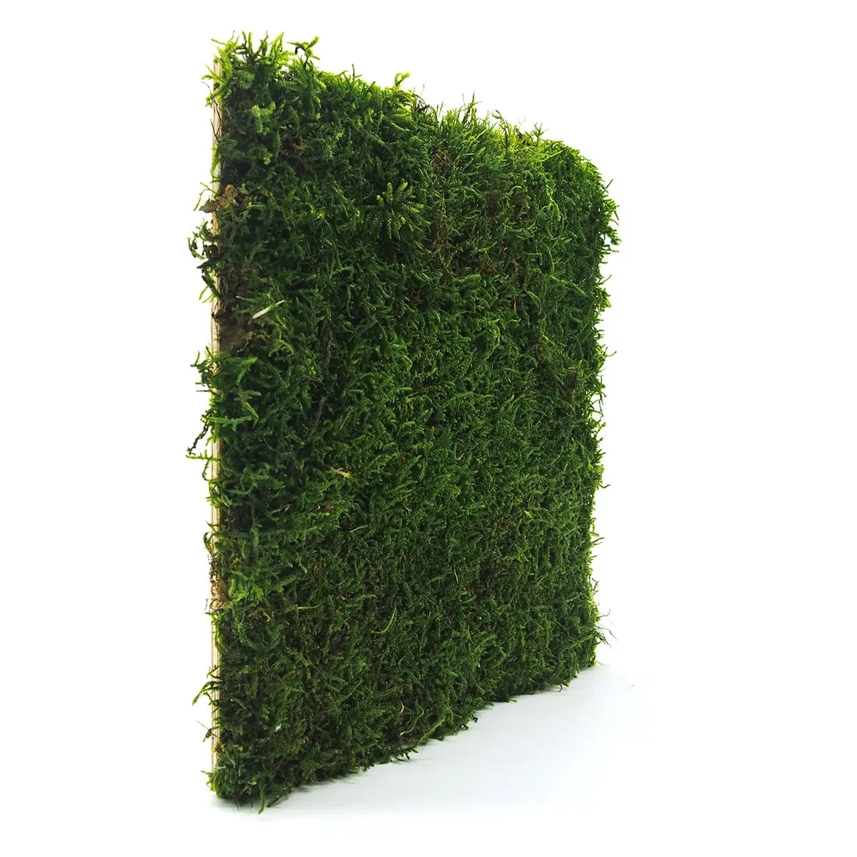 Flat Moss wall panel