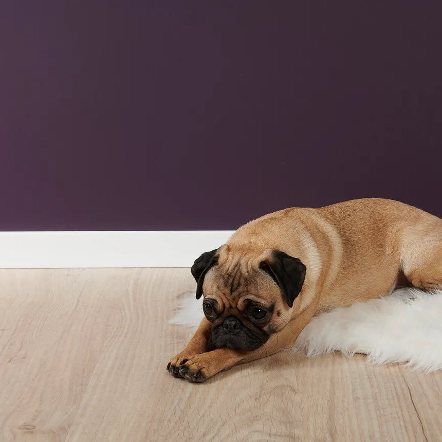White FT2 WALLSTYL skirting board in a pet-friendly interior with purple wall