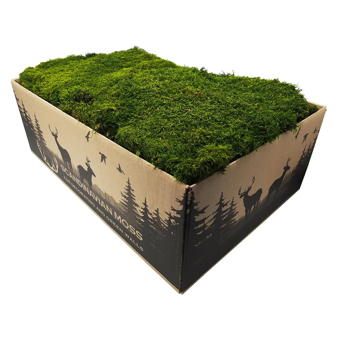 Flat Preserved Moss Wall Decor - 1 kg